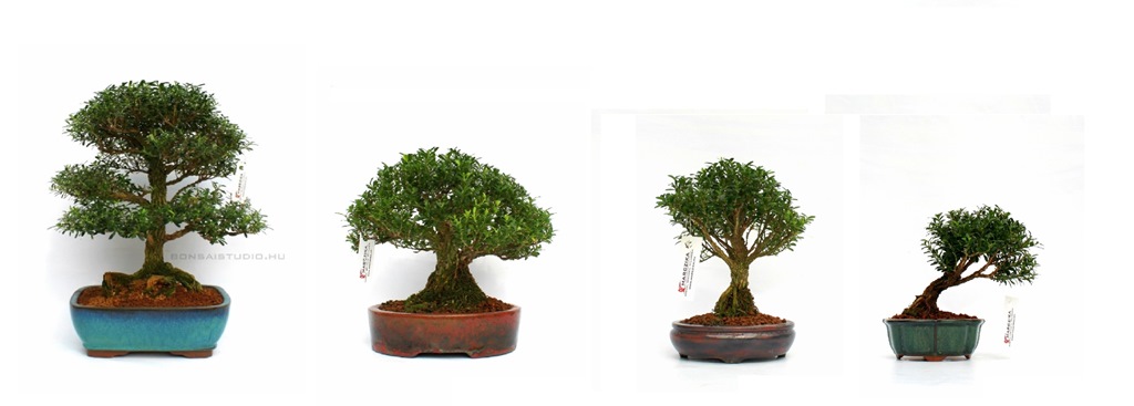 bonsai vasarlas, bonsai, bonsai bolt, bonsai rendeles, szoba bonsai, belteri bonsai, bonsai vasarlasi lehetoseg, bonsai fa ar belteri buxus puszpang bonsai vasarlas rendelheto a marczika bonsai webaruhaz bonsai bolt kerteszetebol